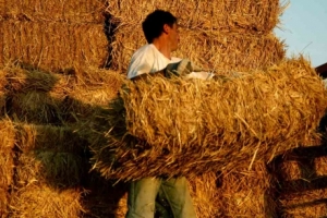 Παράταση για την εφαρμογή του βιβλίου Εσόδων-Εξόδων των αγροτών